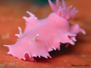 My little pinky! by Brian Mayes 